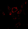 Immunofluorescence of Slug in human kidney tissue with Slug antibody at 20 ug/mL.