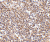 Immunohistochemistry of lipe in human lymph node tissue with lipe antibody at 2.5 ug/mL.