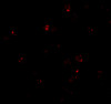 Immunofluorescence of PEN2 in K562 cells with PEN2 antibody at 20 ug/mL.