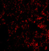 Immunofluorescence of Blimp-1 in mouse lung tissue with Blimp-1 antibody at 20 ug/mL.