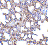 Immunohistochemistry of Blimp-1 in mouse lung tissue with Blimp-1 antibody at 5 ug/mL.