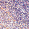Immunohistochemistry of FAF1 in rat spleen tissue with FAF1 antibody at 2.5 ug/mL.