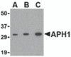 Western blot analysis of APH1 in RAW264.7 cell lysate with APH1 antibody at (A) 0.5, (B) 1 and (C) 2 &#956;g/mL.