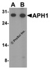 Western blot analysis of APH1 in RAW264.7 cell lysate with APH1 antibody at (A) 1 and (B) 2 &#956;g/mL.