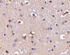 Immunohistochemistry of APH1 in human brain tissue with APH1 antibody at 5 ug/mL.