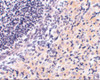 Immunohistochemistry of RPA Interacting Protein in mouse stomach tissue with RPA Interacting Protein antibody at 2.5 ug/mL.