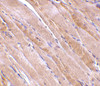 Immunohistochemistry of emerin in human skeletal muscle tissue with emerin antibody at 2.5 ug/mL.