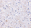 Immunohistochemistry of SCO1 in human brain tissue with SCO1 antibody at 2.5 ug/mL.