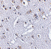 Immunohistochemistry of TIGAR in human brain tissue with TIGAR antibody at 2.5 ug/mL.