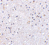 Immunohistochemistry of VISA in human brain tissue with VISA antibody at 5 ug/mL.