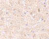Immunohistochemistry of VISA in mouse brain tissue with VISA antibody at 2.5 ug/mL.