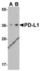 Figure 1 Western Blot Validation of PD-L1 in HeLa Cells
Loading: 15 &#956;g of lysates per lane.
Antibodies: 4059 (A: 1 &#956;g/mL, B: 2 &#956;g/mL) , 1 h incubation at RT in 5% NFDM/TBST.
Secondary: Goat anti-rabbit IgG HRP conjugate at 1:10000 dilution.