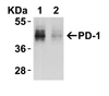 Figure 2 KD Validation in HeLa Cells 
Loading: 10 ug of HeLa WT cell lysates or PD-1 KD cell lysates. Antibodies: PD-1, 4065 (4 ug/mL) and beta-actin 3779 (1 ug/mL) , 1 h incubation at RT in 5% NFDM/TBST.
Secondary: Goat Anti-Rabbit IgG HRP conjugate at 1:10000 dilution.