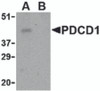 Western blot analysis of PD-1 in THP-1 cell lysate with PD-1 antibody at 1 &#956;g/mL in the (A) absence and (B) presence of blocking peptide.