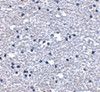 Immunohistochemistry of PD-1 in human brain tissue with PD-1 antibody at 5 ug/mL.