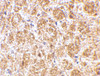 Immunohistochemistry of DARC in mouse brain tissue with DARC antibody at 2.5 ug/mL.