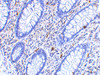 Immunohistochemistry of KAI1 in human colon tissue with KAI1 antibody at 2.5 ug/mL.