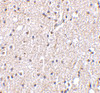 Immunohistochemistry of BRSK2 in human brain tissue with BRSK2 antibody at 5 ug/mL.