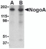 Western blot analysis of NogoA in mouse brain tissue lysate with NogoA antibody at (A) 0.5 and (B) 1 &#956;g/mL.