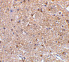 Immunohistochemistry of NogoA in mouse brain tissue with NogoA antibody at 2.5 ug/mL.