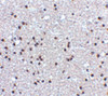 Immunohistochemistry of NPAS3 in human brain tissue with NPAS3 antibody at 5 ug/mL.