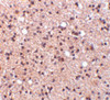 Immunohistochemistry of NPAS3 in human brain tissue with NPAS3 antibody at 5 ug/mL.