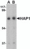 Western blot analysis of HAP1 in mouse brain tissue lysate with HAP1 antibody at (A) 0.5 and (B) 1 &#956;g/mL.
