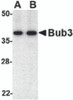 Western blot analysis of bub3 in Jurkat cell lysate with bub3 antibody at (A) 0.5 and (B) 1 &#956;g/mL.