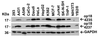 Figure 2 Independent Antibody Validation (IAV) via Protein Expression Profile in Cell Lines
Loading: 15 ug of lysates per lane.
Antibodies: op18 4235 (2 ug/mL) , op18 4237 (2 ug /mL) , and GAPDH 3783 (0.02 ug /mL) , 1h incubation at RT in 5% NFDM/TBST.
Secondary: Goat anti-rabbit IgG HRP conjugate at 1:10000 dilution.