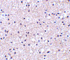 Immunohistochemistry of IEX-1 in human liver tissue with IEX-1 antibody at 2.5 ug/mL.