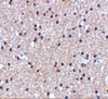 Immunohistochemistry of MORF4 in human brain tissue with MORF4 antibody at 5 ug/mL.
