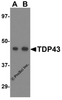 Western blot analysis of TDP43 in L1210 cell lysate with TDP43 antibody at (A) 0.5 and (B) 1 &#956;g/mL.