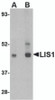 Western blot analysis of LIS1 in HeLa cell lysate with LIS1 antibody at (A) 0.5 and (B) 1 &#956;g/mL.