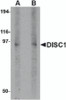 Western blot analysis of DISC1 in 3T3 cell lysate with DISC1 antibody at (A) 1 and (B) 2 &#956;g/mL.
