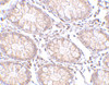 Immunohistochemistry of PTK7 in human colon tissue with PTK7 antibody at 5 ug/mL.