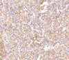 Immunohistochemistry of STEAP1 in human spleen tissue with STEAP1 antibody at 2.5 ug/mL.