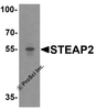 Western blot analysis of STEAP2 in human prostate tissue lysate with STEAP2 antibody at 1 &#956;g/mL.