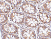Immunohistochemistry of STEAP2 in human colon tissue with STEAP2 antibody at 2.5 ug/mL.