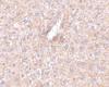 Immunohistochemistry of STEAP3 in mouse liver tissue with STEAP3 antibody at 2.5 ug/mL.