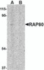 Western blot analysis of RAP80 in 293 cell lysate in (A) the absence and (B) presence of blocking peptide with RAP80 antibody at 1 &#956;g/mL.