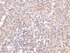 Immunohistochemistry of RAP80 in human spleen tissue with RAP80 antibody at 2.5 ug/mL.