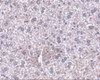 Immunohistochemistry of TEM7 in mouse liver tissue with TEM7 antibody at 2.5 ug/mL.