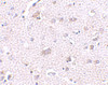 Immunohistochemistry of CDNF in human brain tissue with CDNF antibody at 2.5 ug/mL.