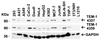 Figure 2 Independent Antibody Validation (IAV) via Protein Expression Profile in Cell Lines
Loading: 15 ug of lysates per lane.
Antibodies: TEM-1 4357, (2 ug/mL) , TEM-1 4359, ( 1ug/mL) , and GAPDH (0.02 ug/mL) , 1h incubation at RT in 5% NFDM/TBST.
Secondary: Goat anti-rabbit IgG HRP conjugate at 1:10000 dilution.