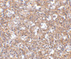 Immunohistochemistry of TEM4 in human spleen tissue with TEM4 antibody at 2.5 ug/mL.