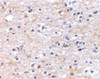 Immunohistochemical staining of human brain tissue using TOCA-1 antibody at 2.5 ug/mL.