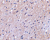 Immunohistochemical staining of human brain tissue using Nhe-1 antibody at 2.5 ug/mL.