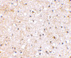 Immunohistochemical staining of human brain tissue using Grik1 antibody at 2.5 ug/mL.