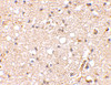 Immunohistochemical staining of human brain tissue using Grik1 antibody at 2.5 ug/mL.