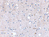 Immunohistochemical staining of human brain tissue using Grik5 antibody at 2.5 ug/mL.